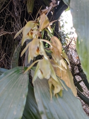 Coelogyne