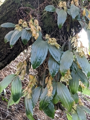 Coelogyne