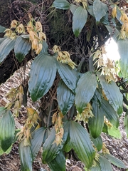 Coelogyne