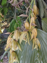 Coelogyne
