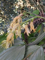 Coelogyne