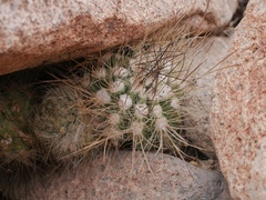 Eriosyce villosa