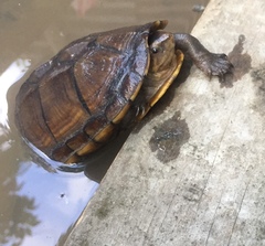 Kinosternon scorpioides scorpioides