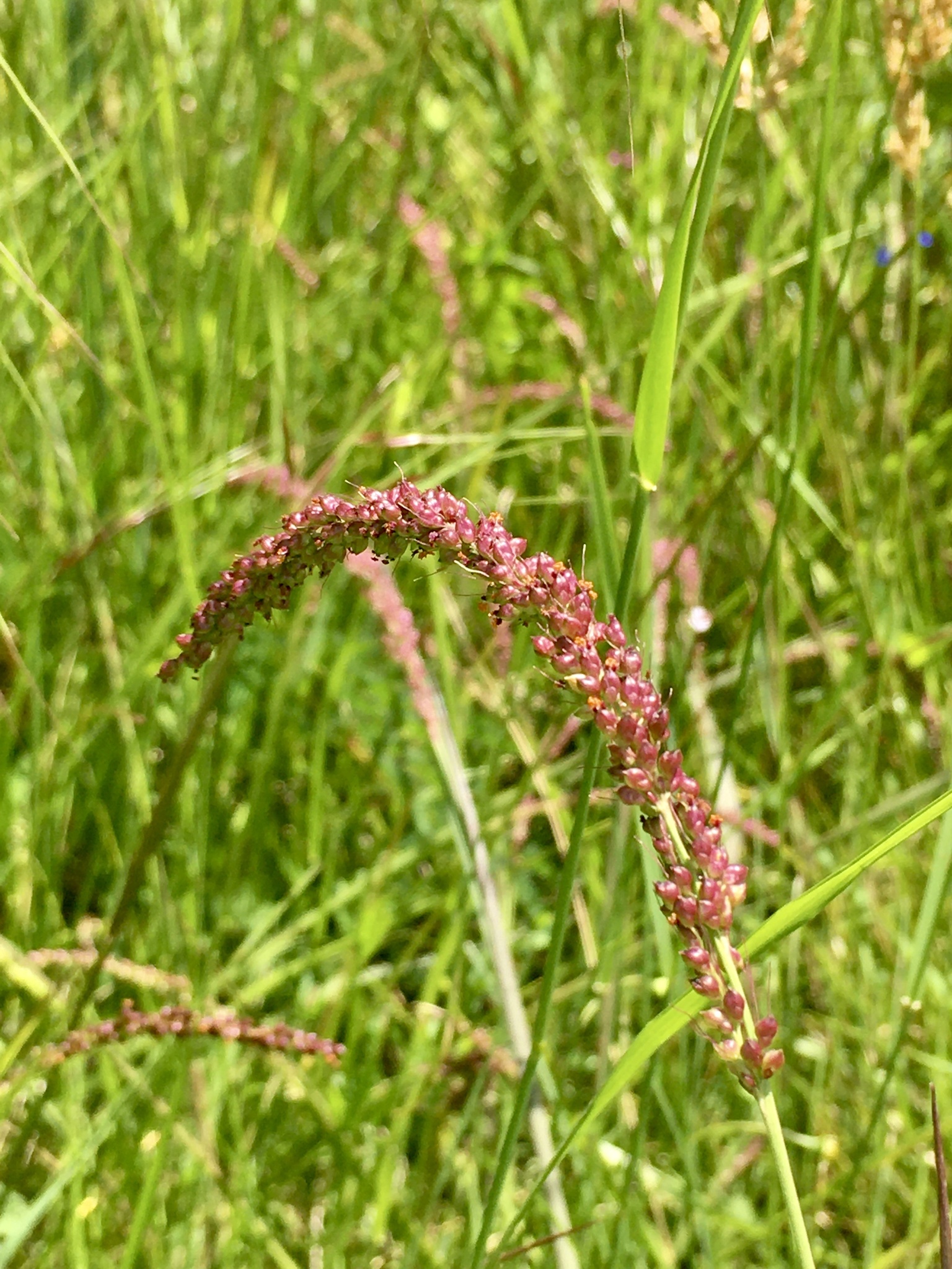 Setaria vaginata