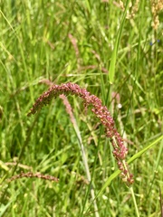 Setaria vaginata