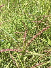 Setaria vaginata
