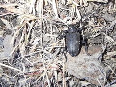 Acanthoderes funeraria