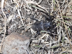 Acanthoderes funeraria