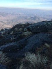 Trichophorum cespitosum cespitosum