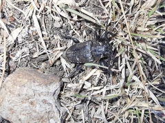 Acanthoderes funeraria