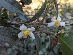 Camellia kissii
