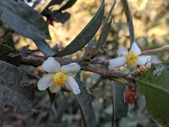 Camellia kissii