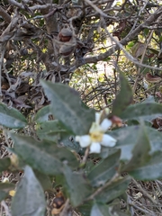 Camellia kissii