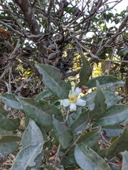 Camellia kissii