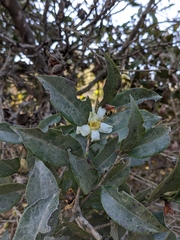Camellia kissii