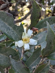 Camellia kissii