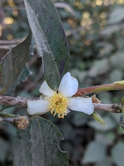 Camellia kissii