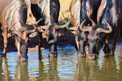 Connochaetes taurinus