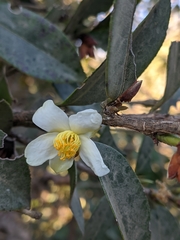 Camellia kissii