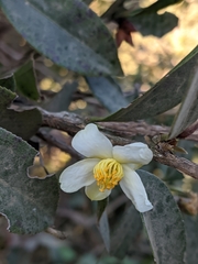Camellia kissii