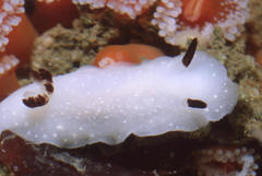 Cadlina limbaughorum
