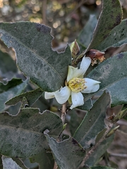Camellia kissii