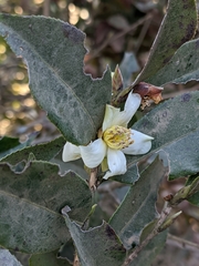 Camellia kissii
