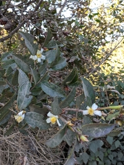 Camellia kissii