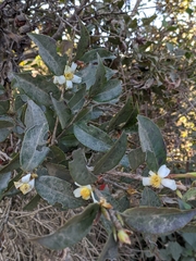 Camellia kissii
