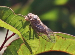 Clidophleps distanti