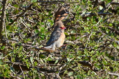 Urocolius indicus transvaalensis