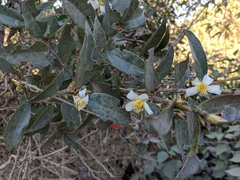Camellia kissii
