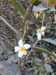 Camellia kissii
