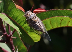 Clidophleps distanti