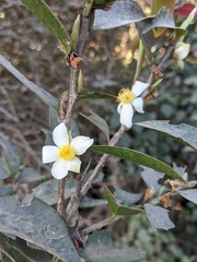 Camellia kissii