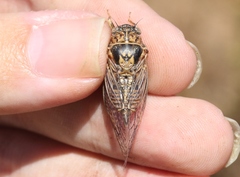 Clidophleps distanti