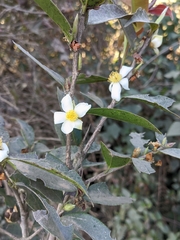Camellia kissii