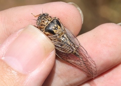 Clidophleps distanti