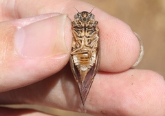Clidophleps distanti