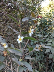 Camellia kissii