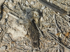 Toxostoma curvirostre