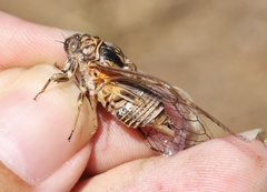 Clidophleps distanti