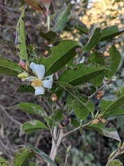 Camellia kissii