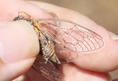 Clidophleps distanti