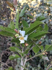Camellia kissii