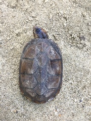 Kinosternon scorpioides scorpioides