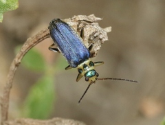 Trirhabda flavolimbata