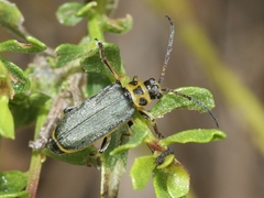 Trirhabda flavolimbata