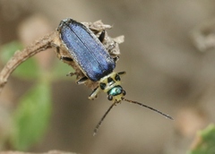 Trirhabda flavolimbata
