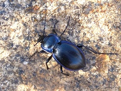 Carabus finitimus
